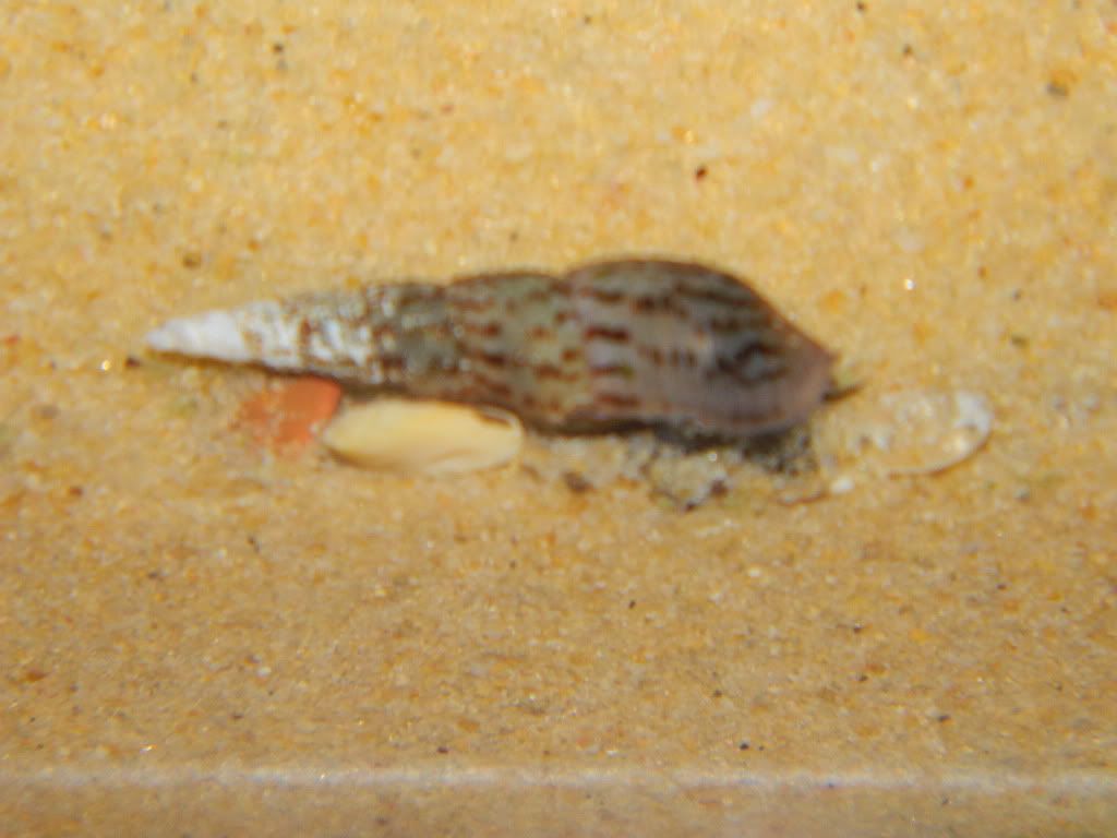 DSCN0617.jpg
