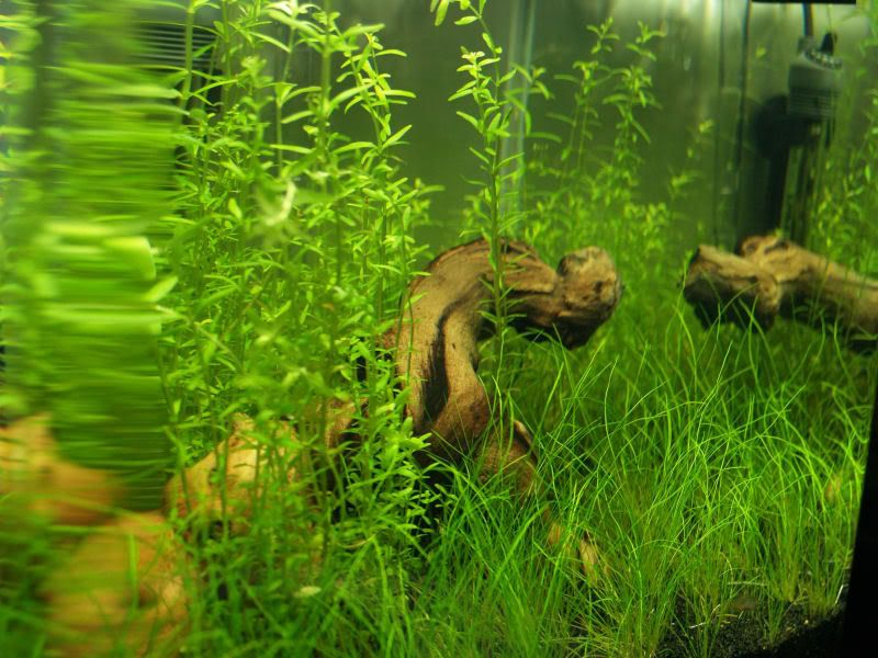 Fishcube39.jpg