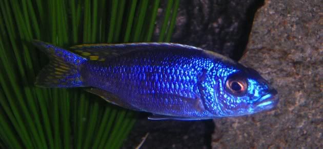 leciblue2.jpg