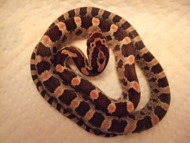 Pecan1505.jpg