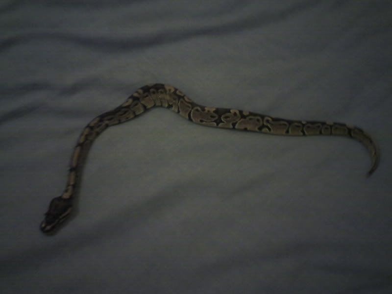 Picture0121.jpg
