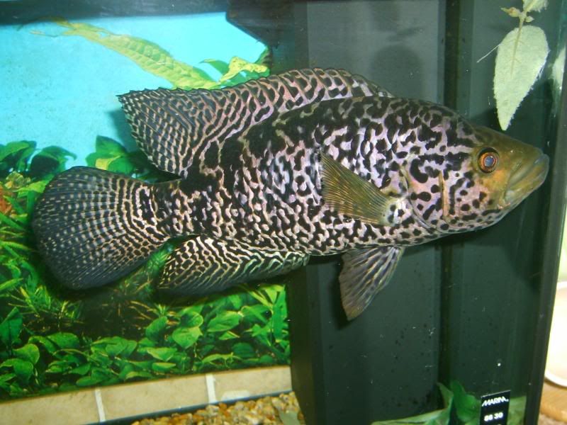 S5005266.jpg