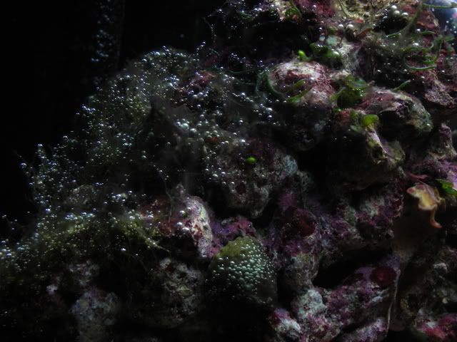 algae012.jpg