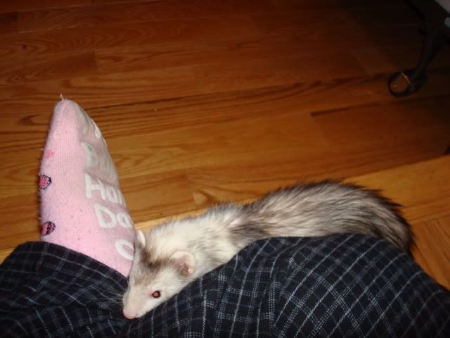 ferrets007.jpg