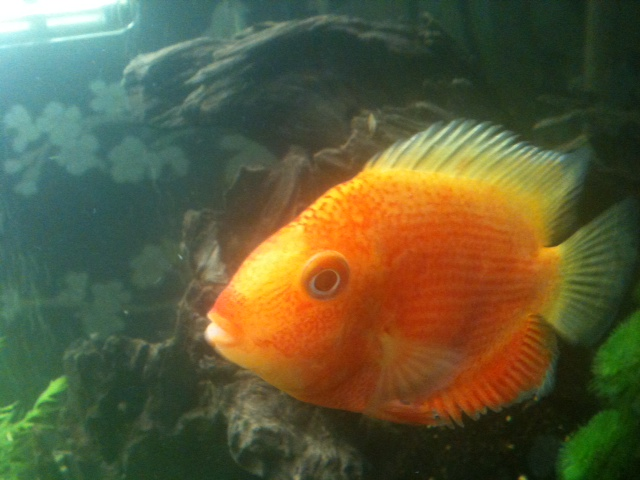 redspottedseverum3.png