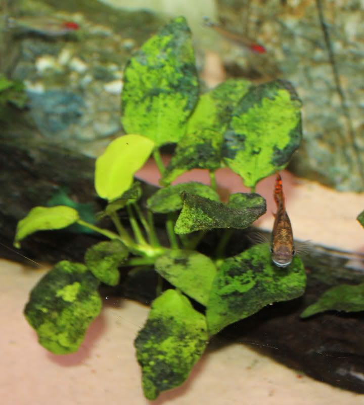 algae.jpg