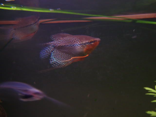 DSC01408.jpg