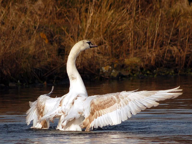swan_04.jpg