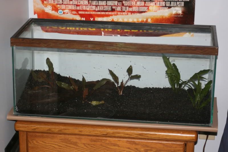 20GallonPlanted18.jpg