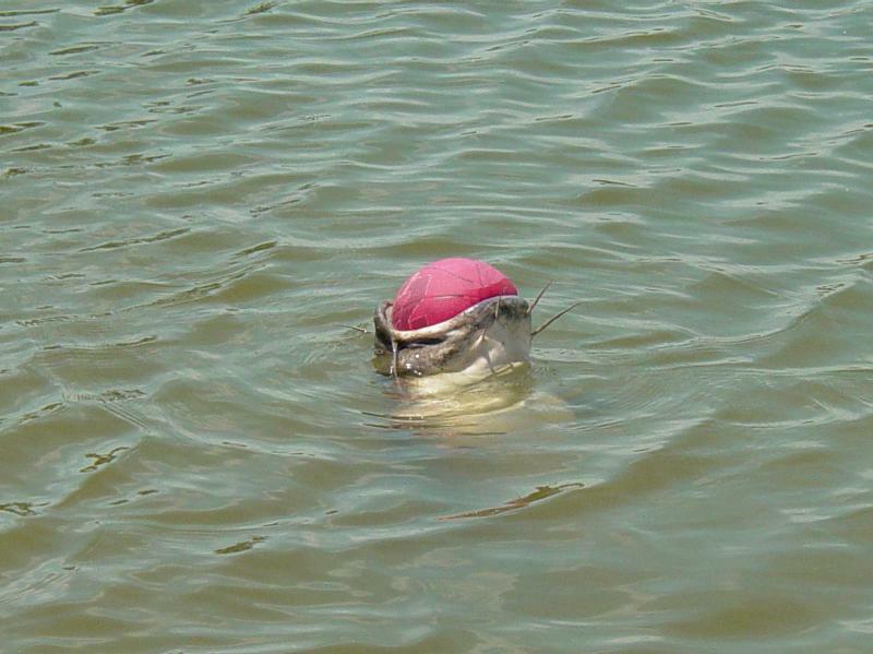 catfishball1.jpg