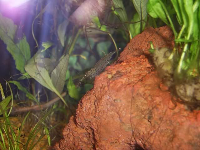 shrimp2.jpg