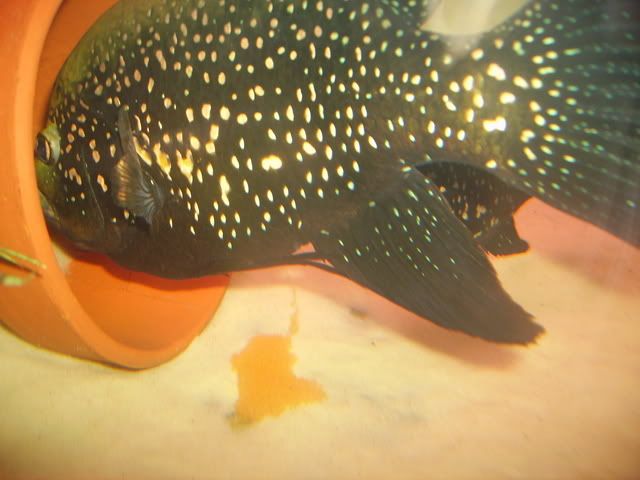 Pollenieggs090.jpg