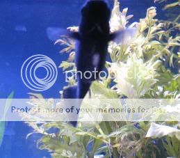 IMG_0956.jpg