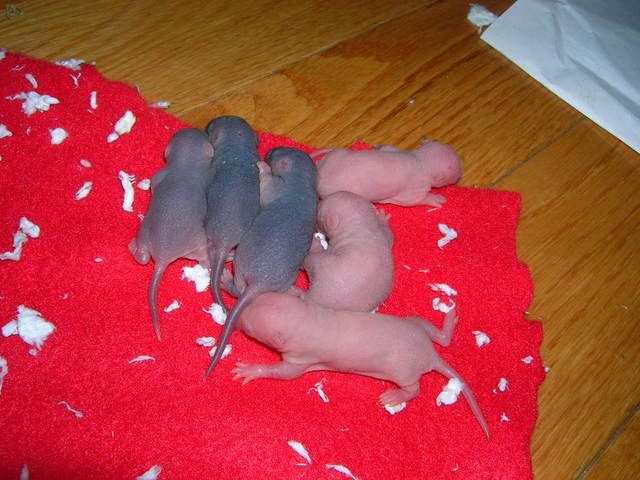 fuzzies2003.jpg