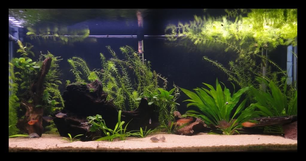 FishJuly9.jpg