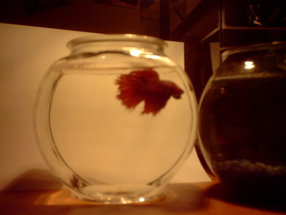 dec10008.jpg