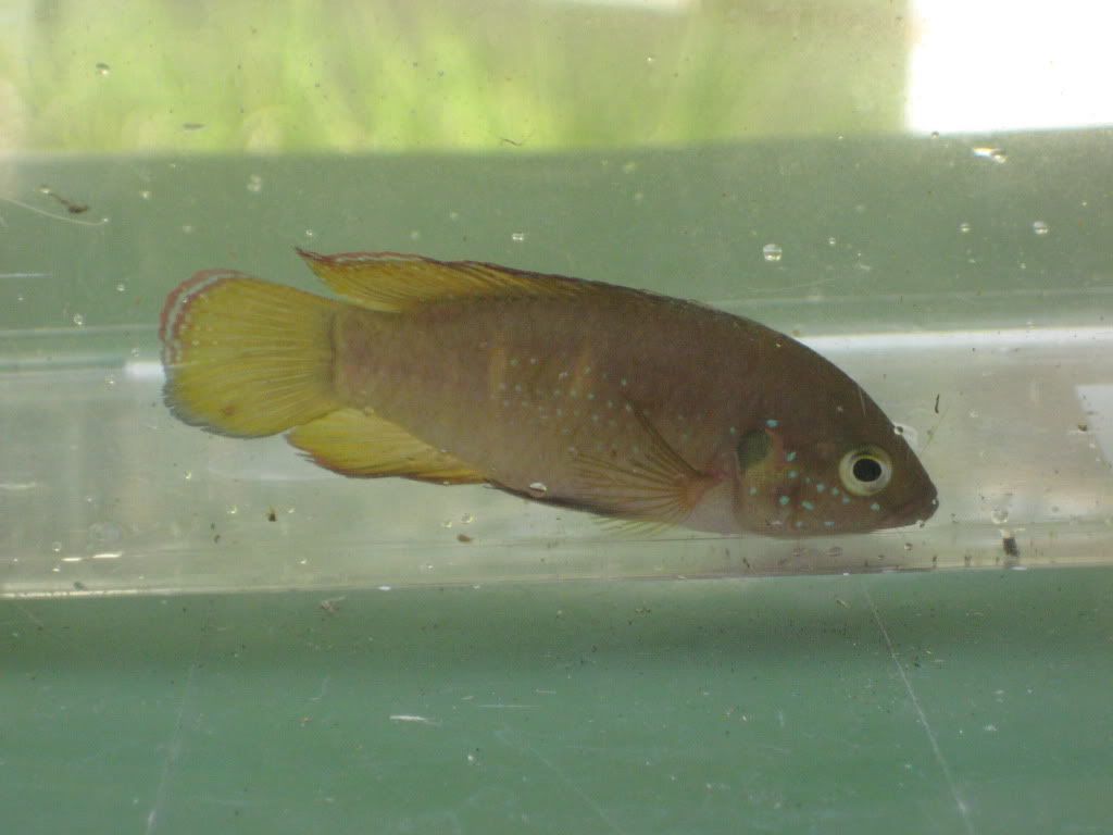 CichlidDitch013.jpg