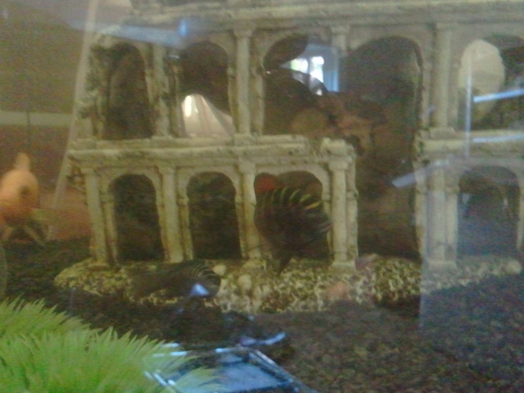 2012-08-06083638.jpg
