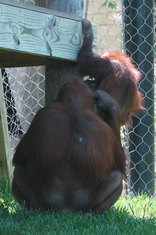 Orangutanbabyandmom.jpg