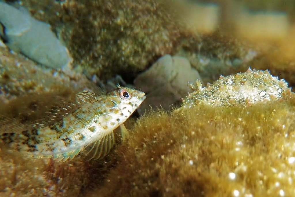 SWpoolfish.jpg