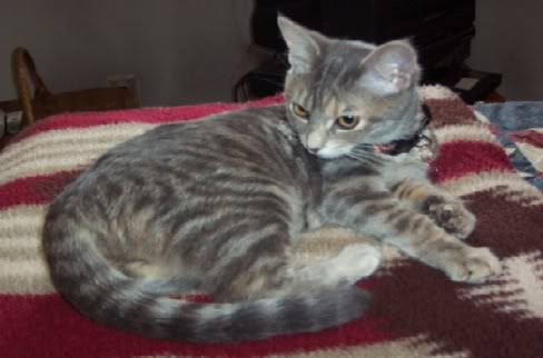IzzyKitten003.jpg