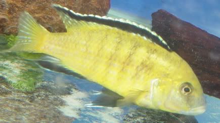 cichlid7.jpg