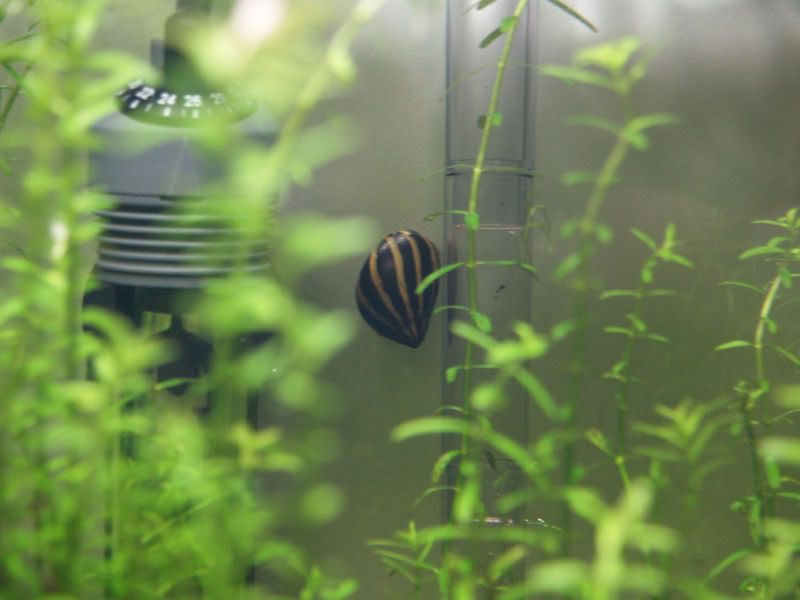 Fishcube55.jpg