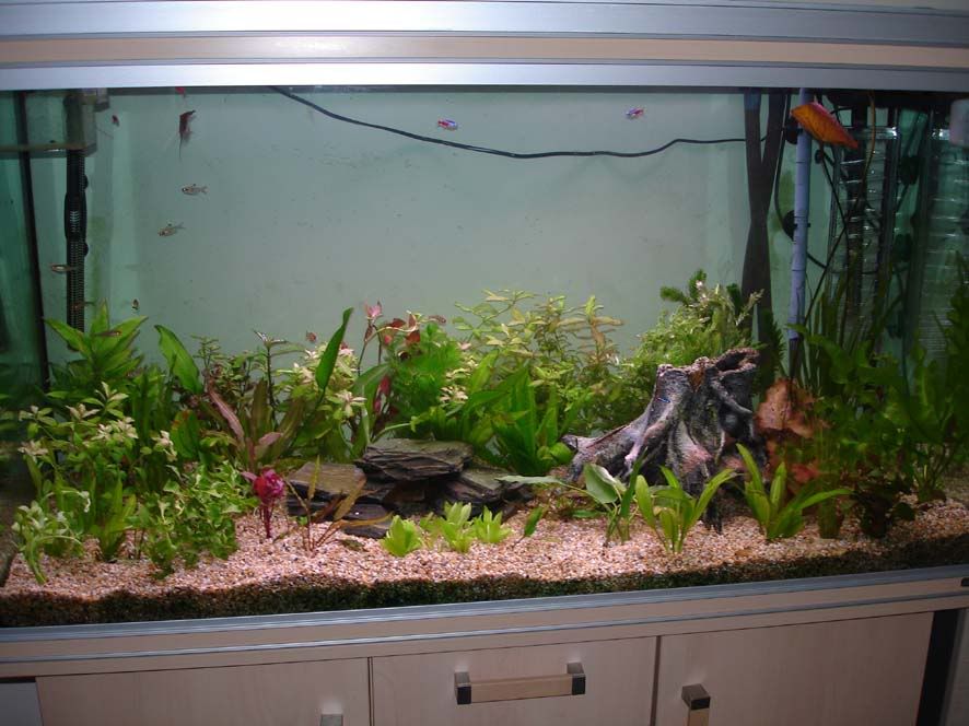 FishTankfit.jpg
