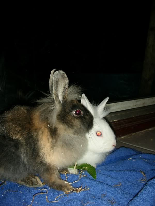 rabbits010.jpg