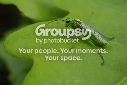 Smallbug6.jpg