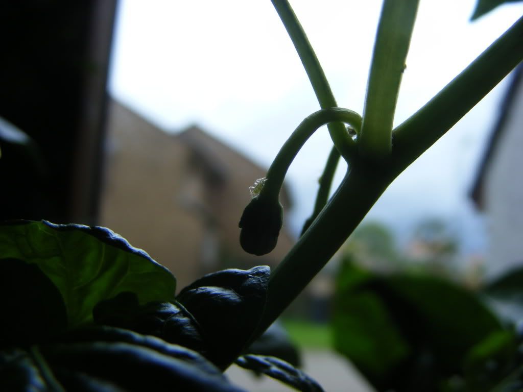DSCF3219.jpg