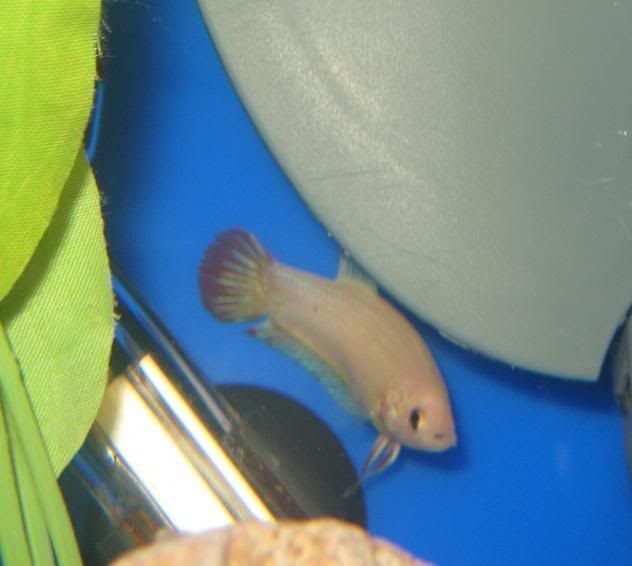 fish319.jpg