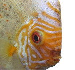 discus2.gif