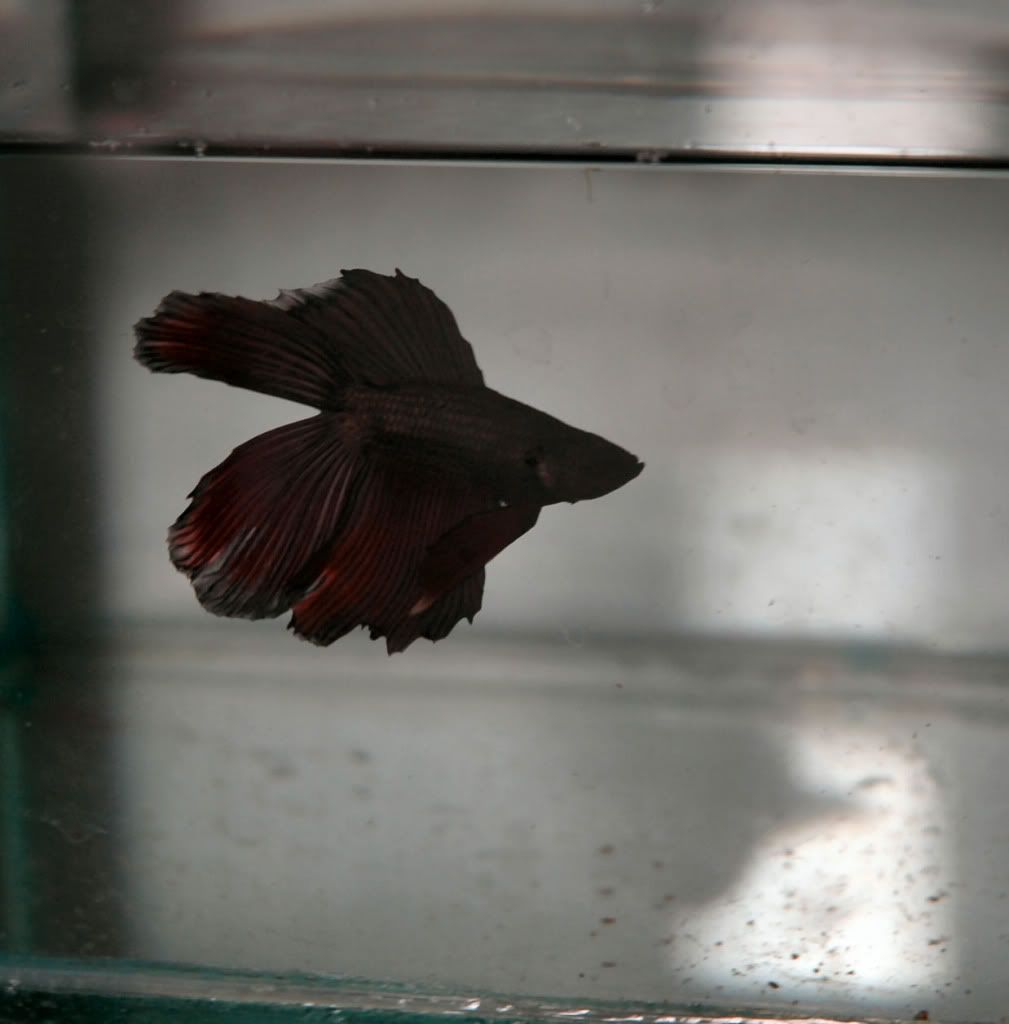 RescueDTVTCopperupdate140809002.jpg