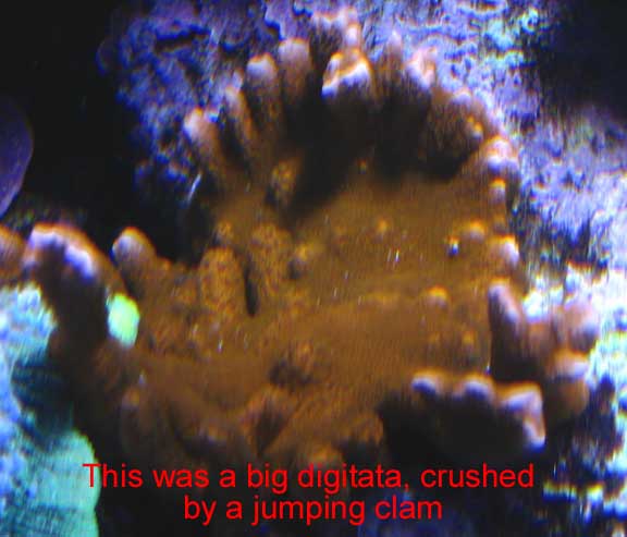 Oct2010Digitata2.jpg