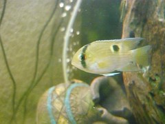 4512302636_a3cbcb94a0_m.jpg