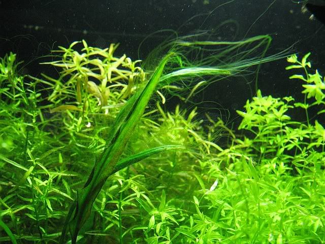 algae7.jpg