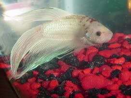 Fishies034.jpg