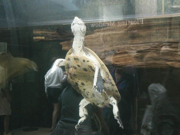 bigturtle.jpg