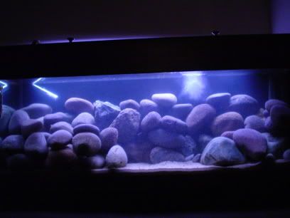 2007_0112new-cichlid0003.jpg