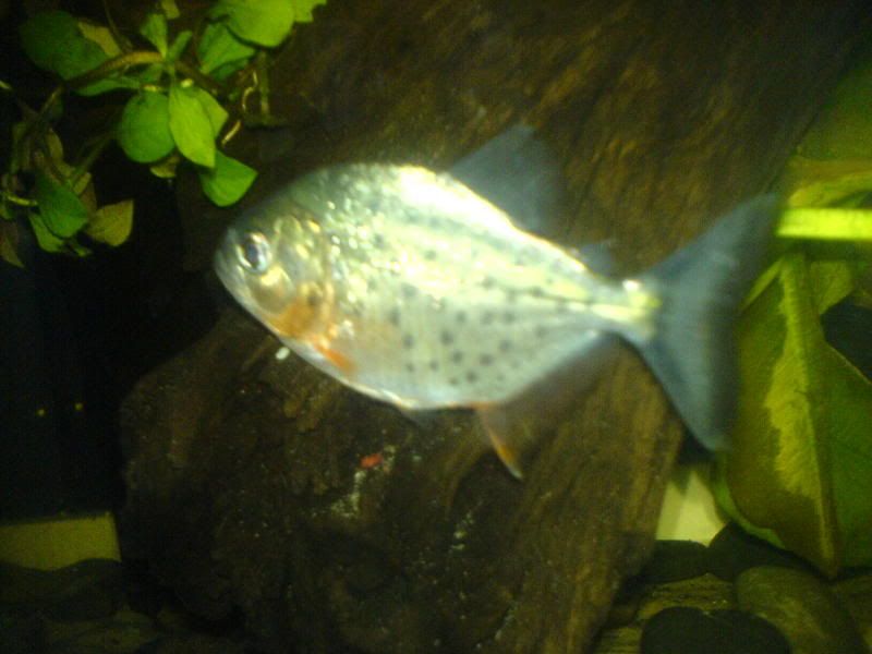 DSC00003.jpg