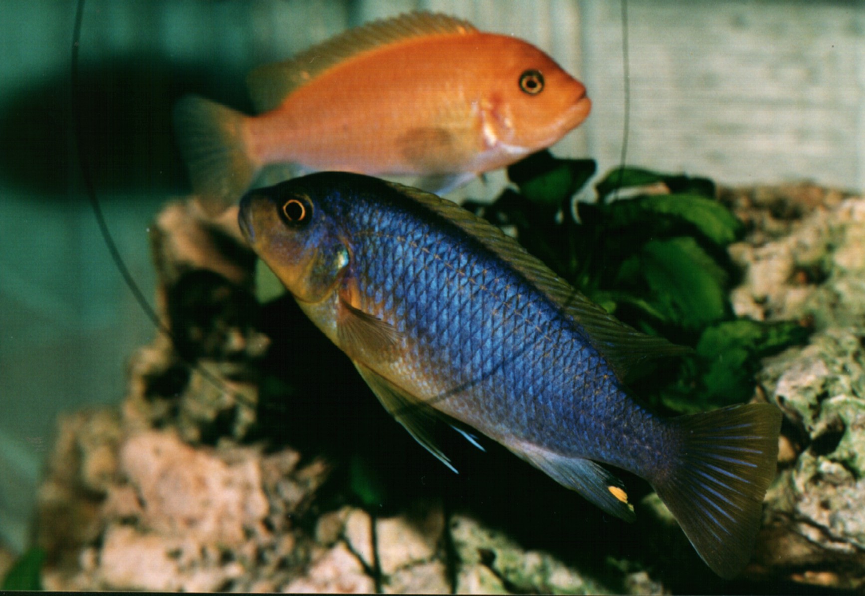 76_PseudotropheusAuroraMale2.jpg