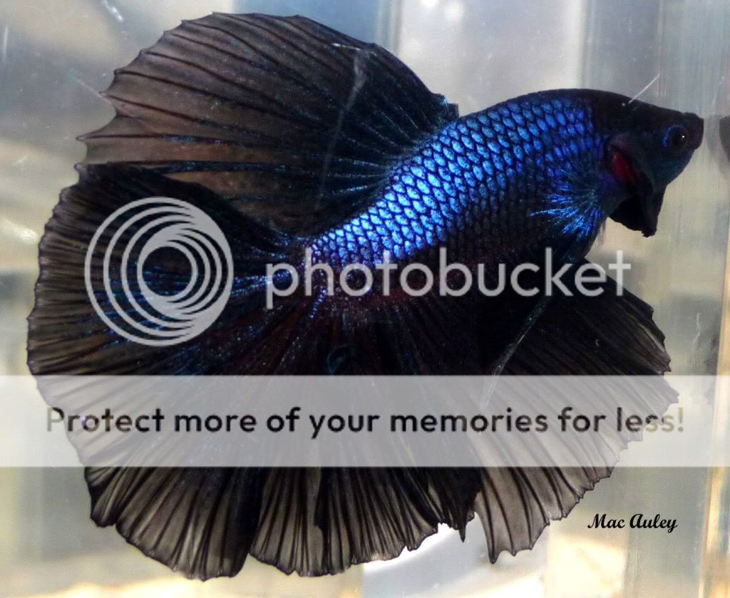 MyPhenoBlackMelano-1.jpg