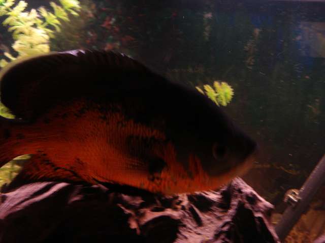 dsc010090065558.jpg