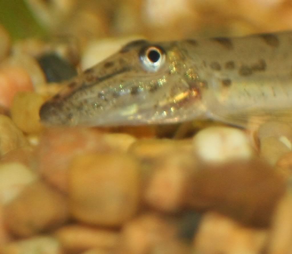 Loach-Head.jpg
