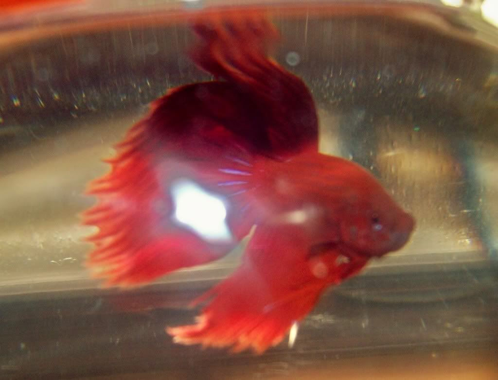 Carmine1.jpg