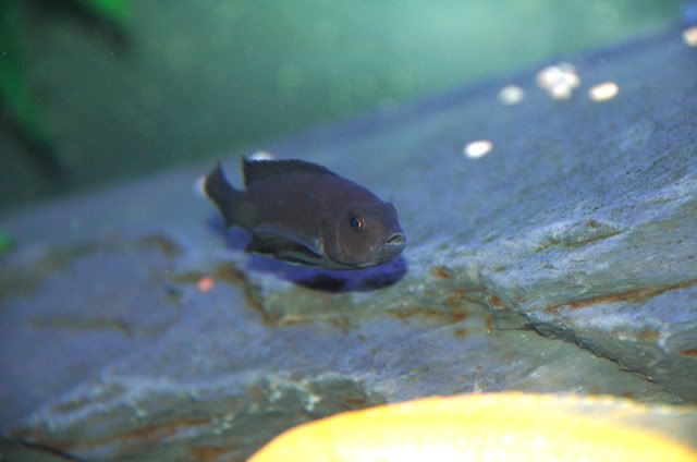 reef5.jpg