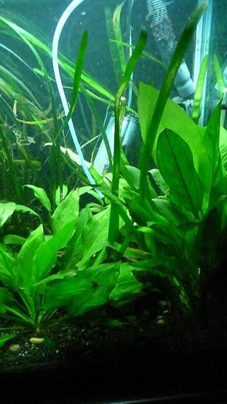 fish20107.jpg