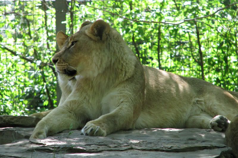 LionPride2.jpg