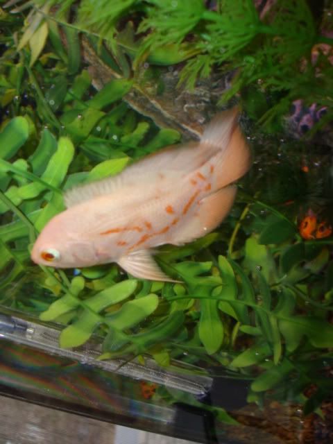tropicalfish011.jpg